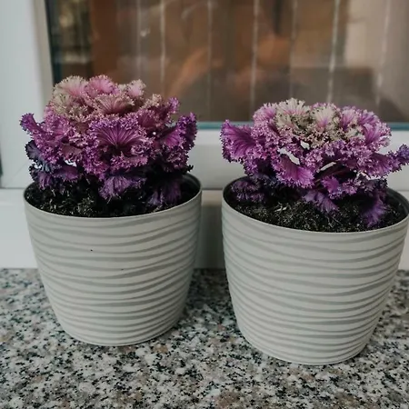Bacchus * 普拉